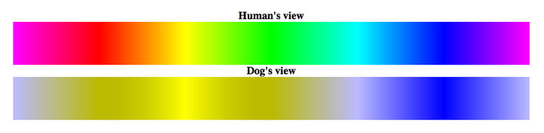 Dog_Vision_Spectrum_1.jpeg