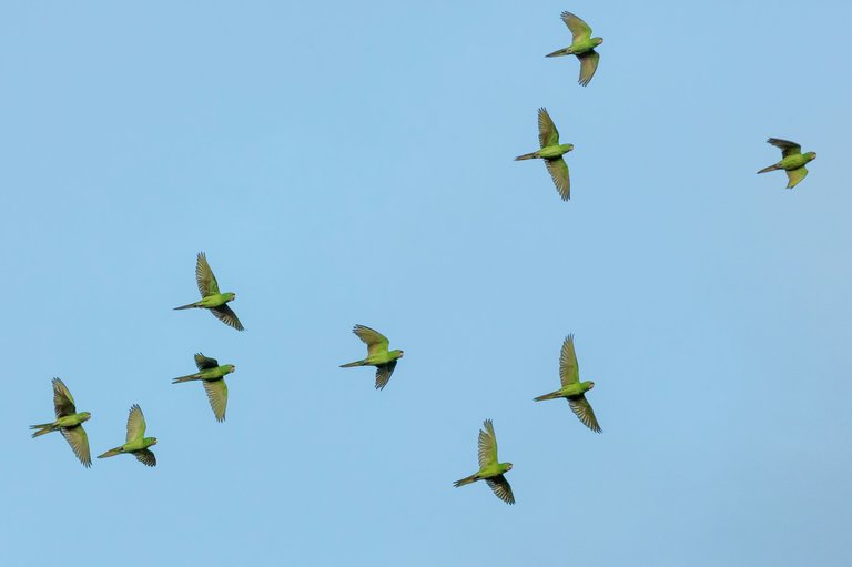 Aves migratorias