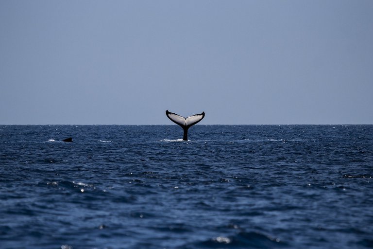 ballena.jpg