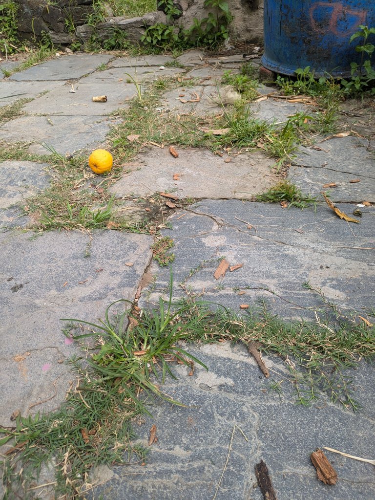 1000091546.jpg