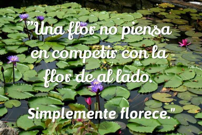 Una-flor-no-piensa-en-competir-con-la-flor-de-al-lado-simplemente-florece-1024x685.jpg