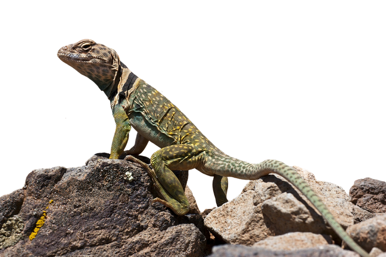 collaredlizard2789812_1280.png