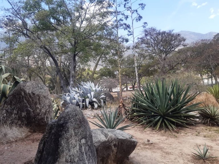 JARDIN XEROFILO FOTO2.jpg