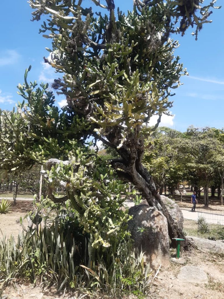 JARDIN XEROFILO4.jpg