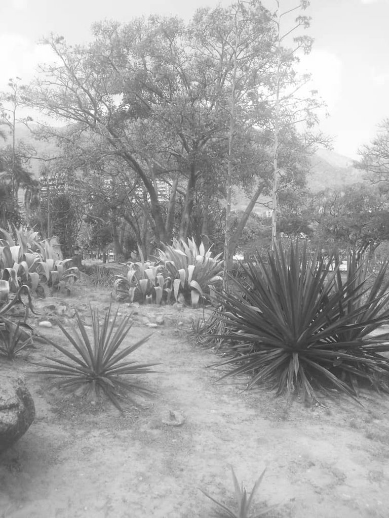 IMAGEN DE PLANTAS XILOFANAS PARQUE DEL ESTE - copia.jpg