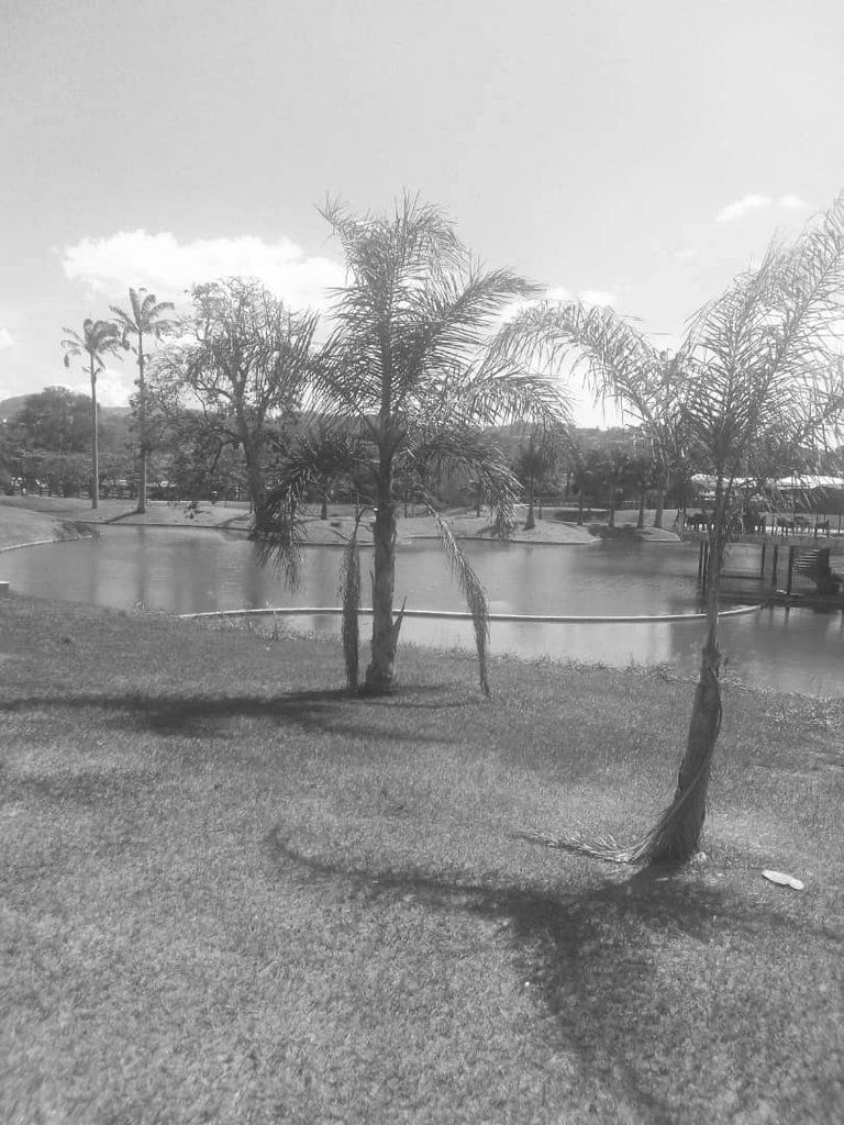 PARA EL LAGO PARQUE DEL ESTE.jpg