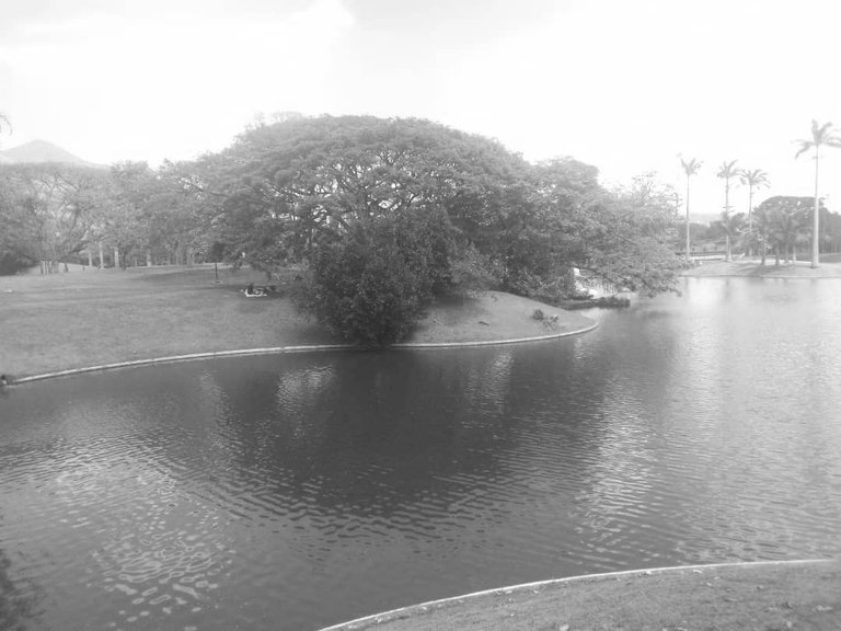 IMAGEN DE LAGO PARQUE DEL ESTE PROBABLE PORTADA.jpg