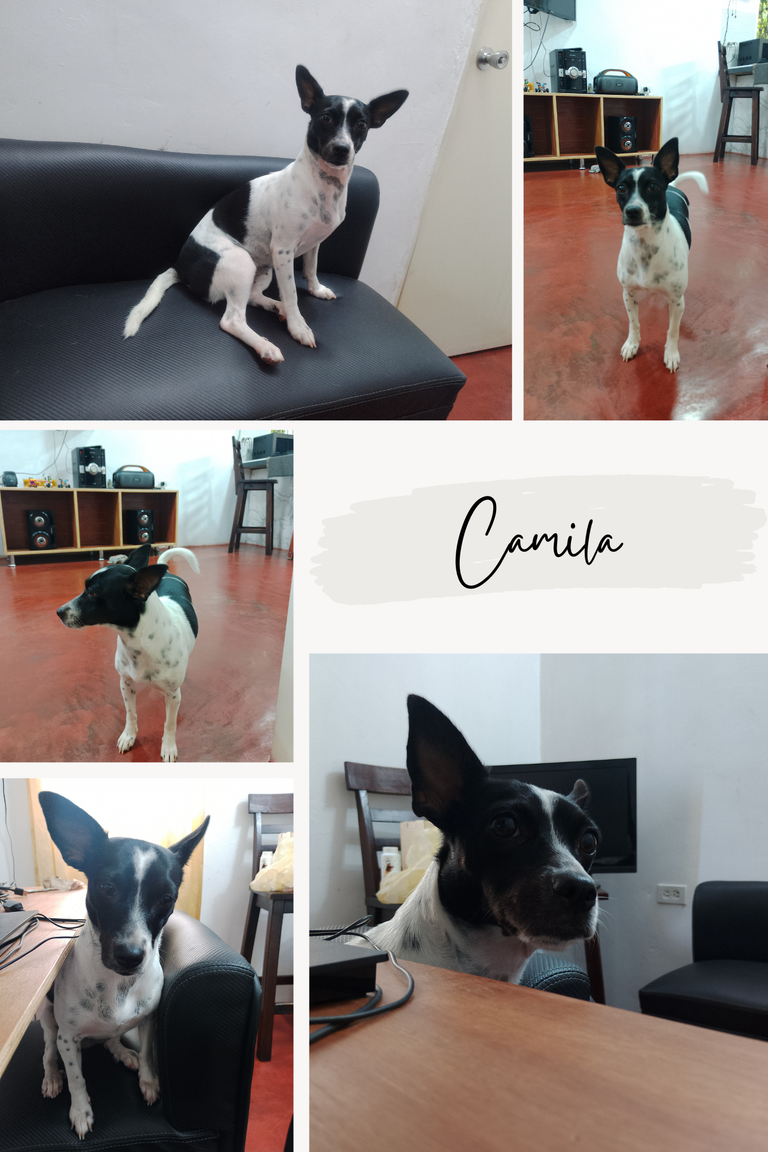 Ivory Beige Pet Pictures Photo Collage  (3).png