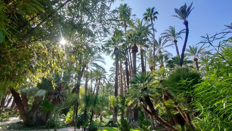 Un jardín de palmeras / A garden of palm trees [Esp-Eng]