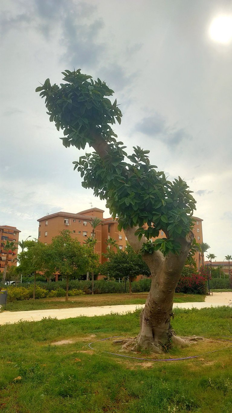 arbol_carref_4.jpg