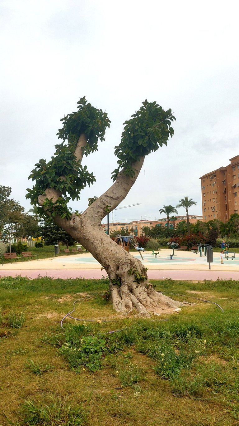 arbol_carref_5.jpg