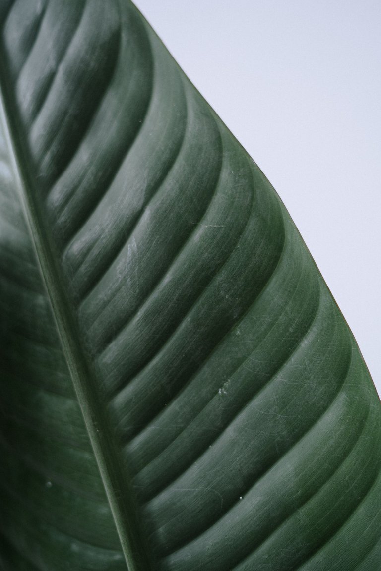 pexels-cottonbro-4503818.jpg