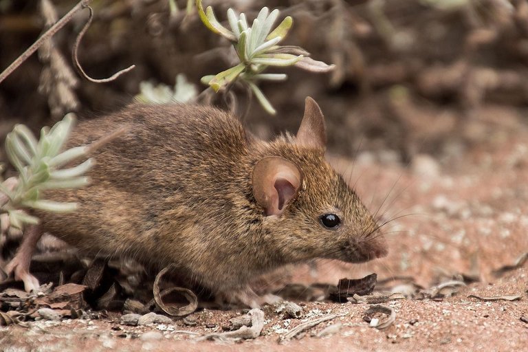 field-mouse-3311668_1280.jpg