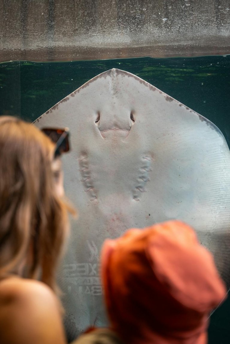 free-photo-of-woman-and-person-in-hat-watching-stingray.jpeg