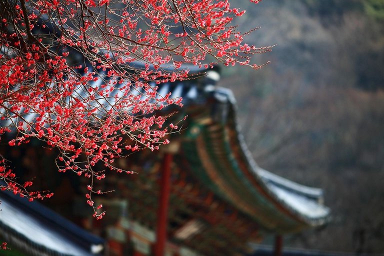 red-plum-4625194_1280.jpg