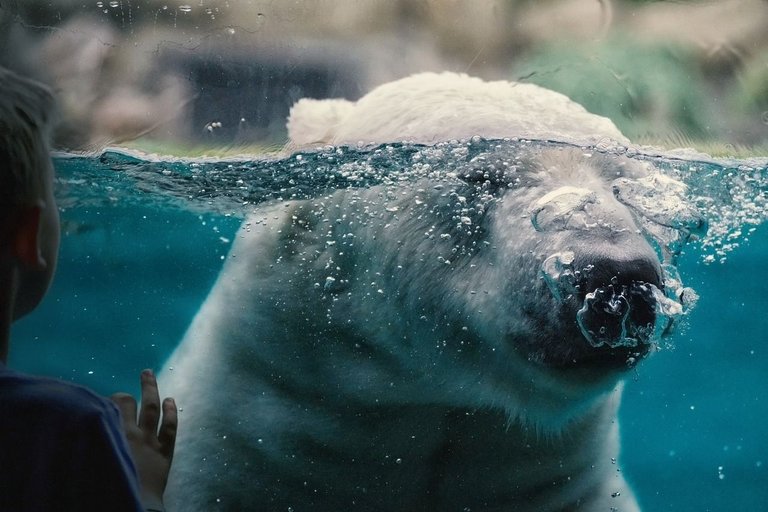 polar-bear-6951677_1280.jpg