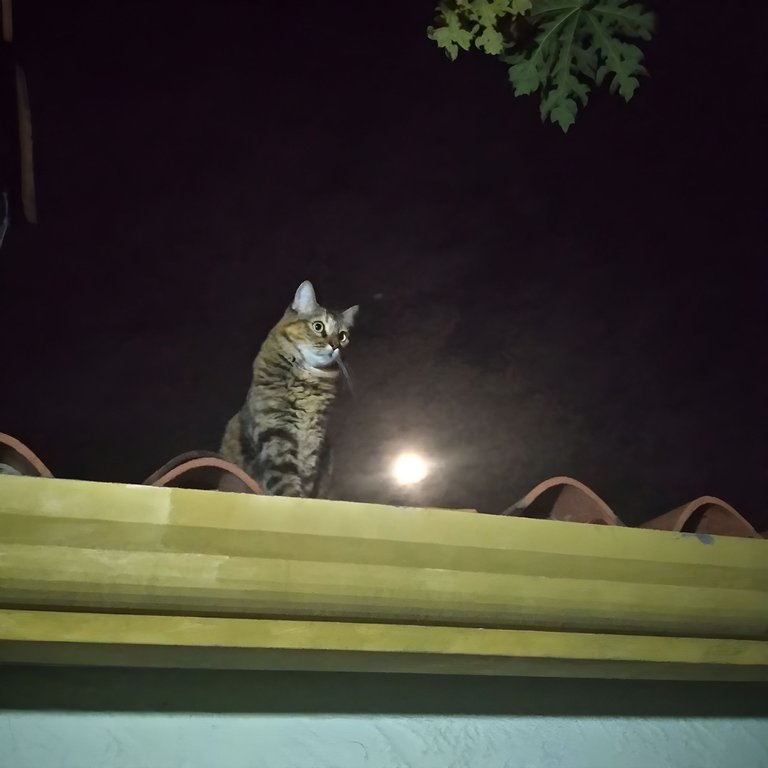 gato-en-la-noche.jpg