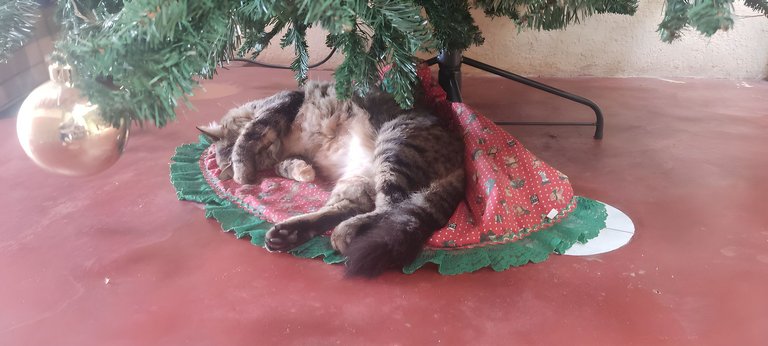gato-durmiendo-bajo-arbol-de-navidad.jpg