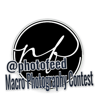 📸 PhotoFeed Contest - Macro Photography Round 86