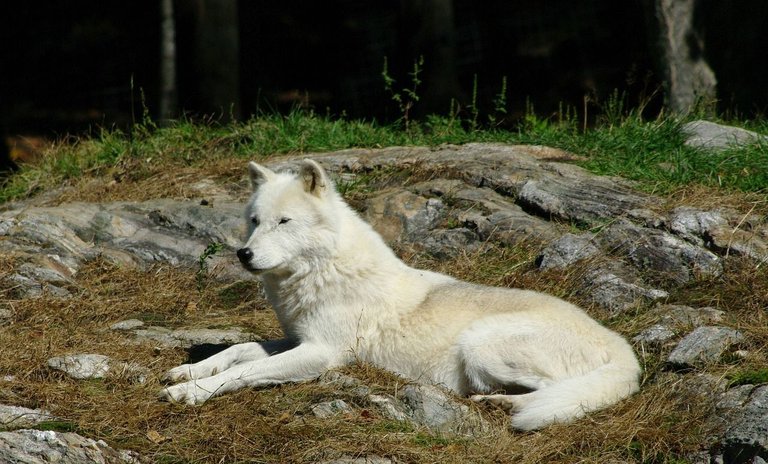 white-wolf-gae5593c97_1280.jpg