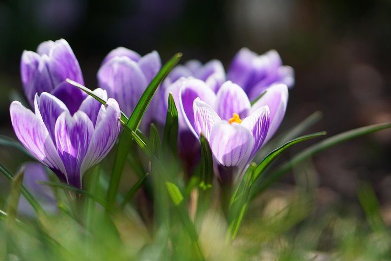 flower-7901721_1280.jpg