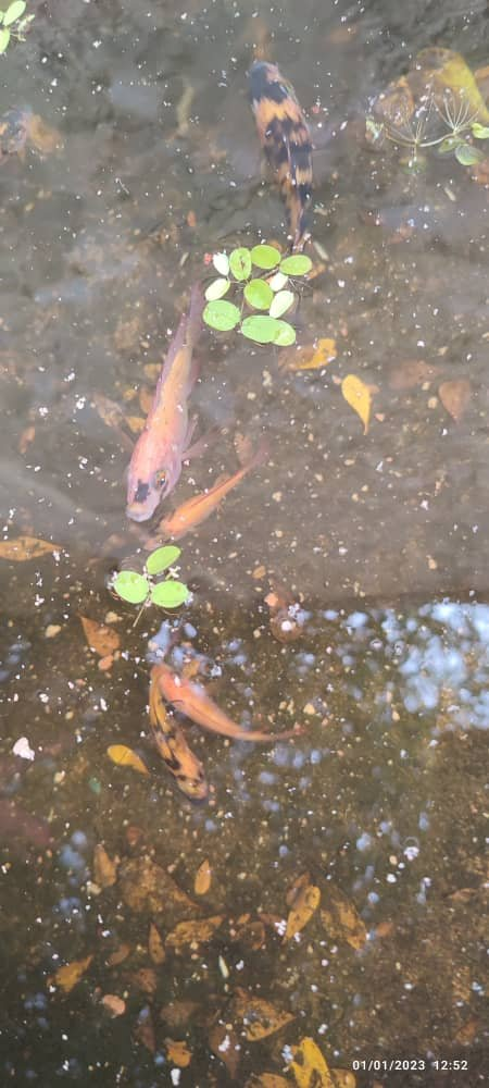 Mi entrada al concurso: Observa Piensa Escribe. La naturaleza y su diversidad