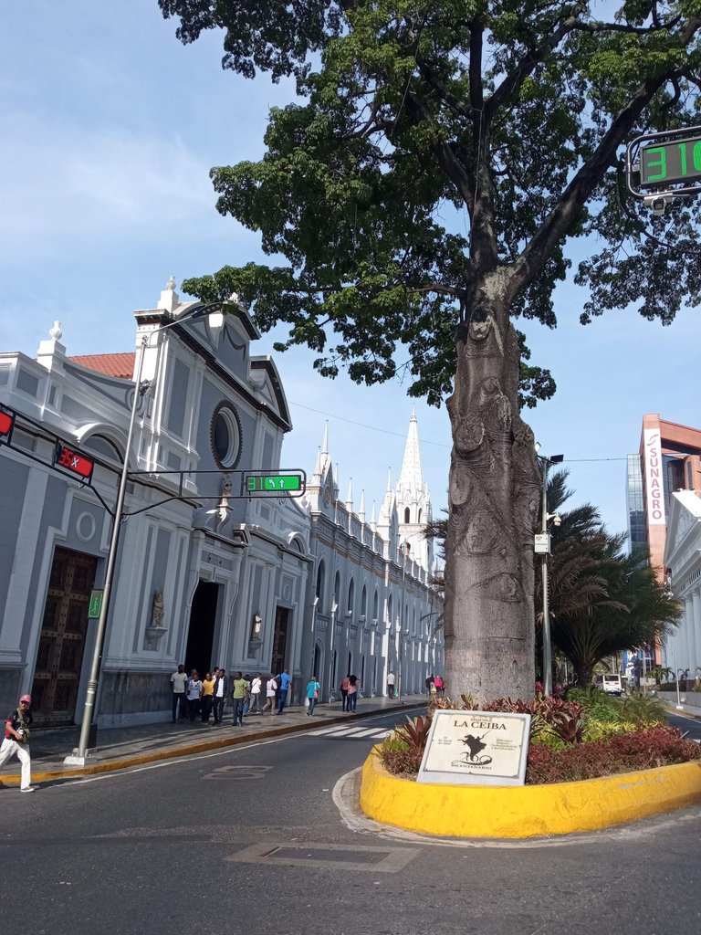 Ceiba con luz.jpg
