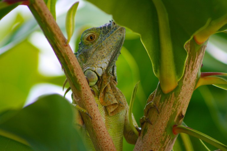 IMG_2158 Iguana in Grand Cayman.jpg