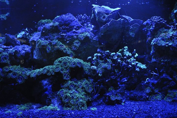coral-reef-692957__480.jpg