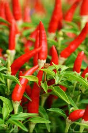 benefits-of-Chili-Pepper.jpg