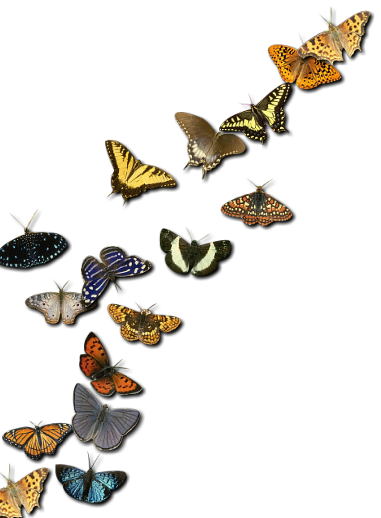insects-2414736_1280.png