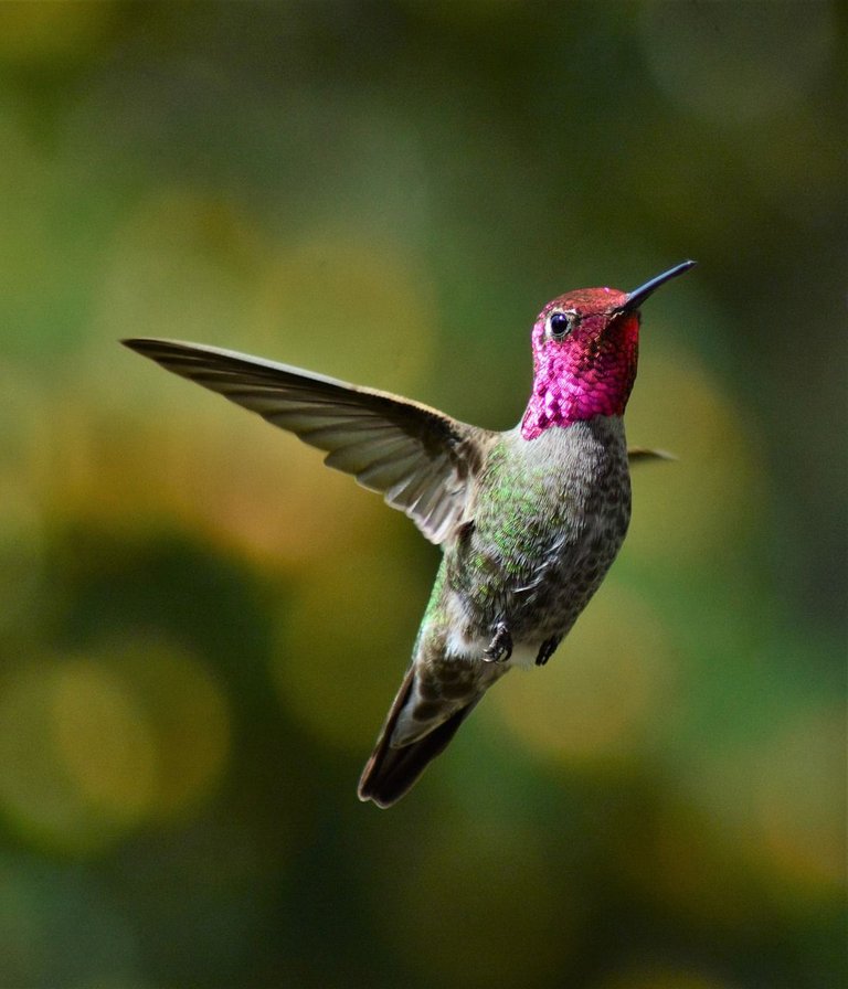 hummingbird-5003882_1280.jpg