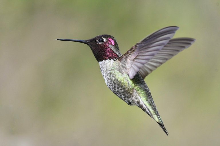 annas-hummingbird-6146187_1280.jpg
