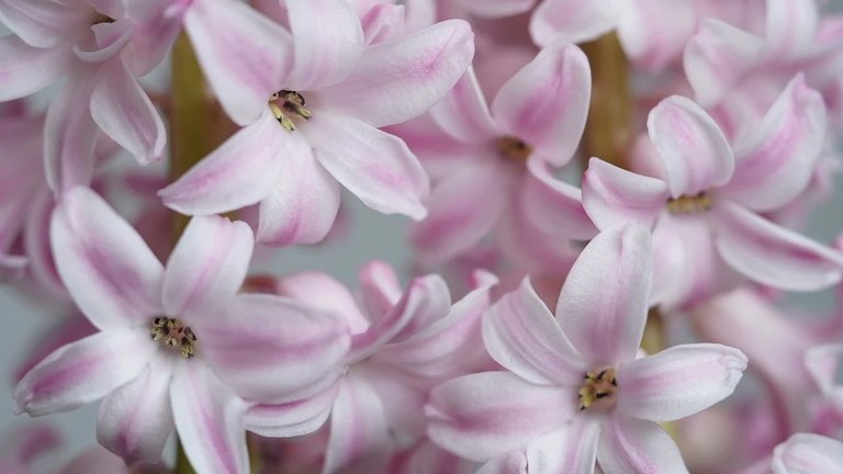 hyacinths-8435741_1280.jpg