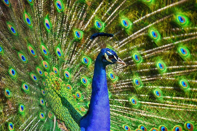 peafowl-3617385_1280.jpg