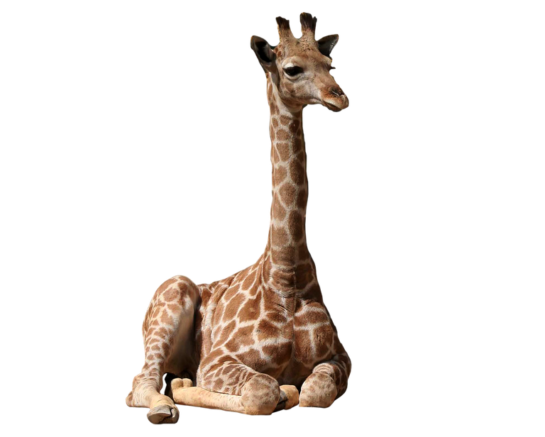 giraffe-5855508_1280.png