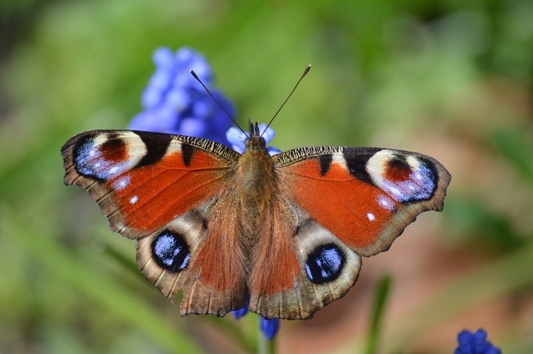 butterfly-7927279_1280.jpg