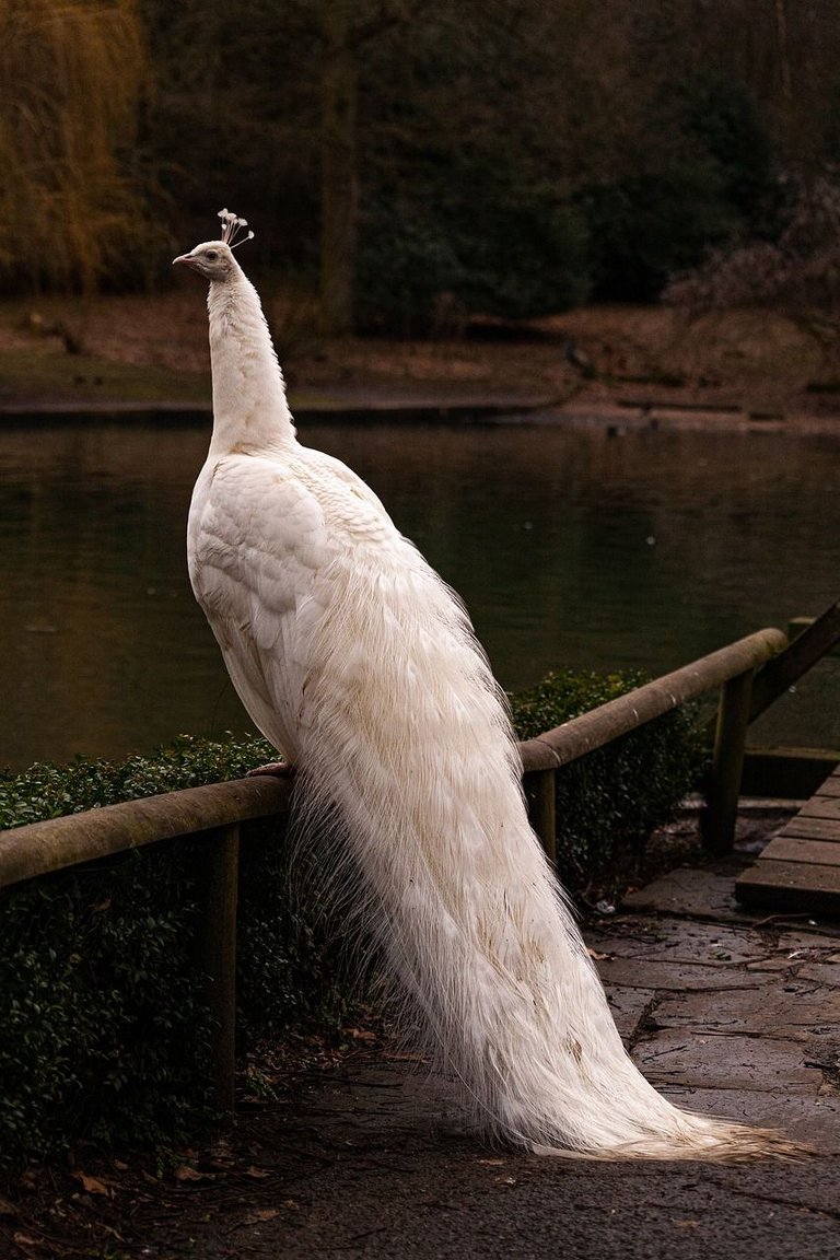 white-peacock-5824358_1280.jpg