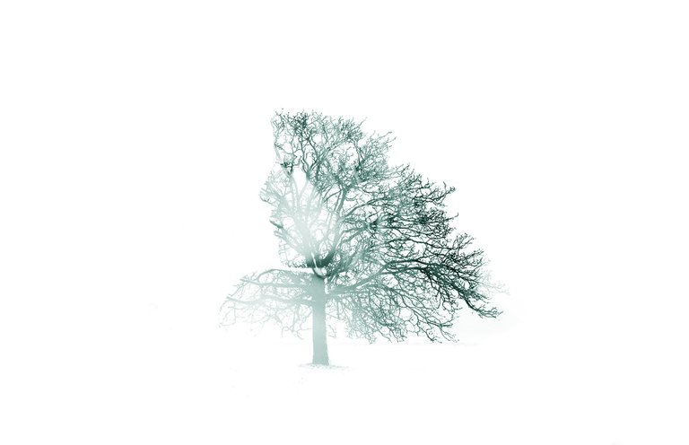 tree-4700352_1920.jpg