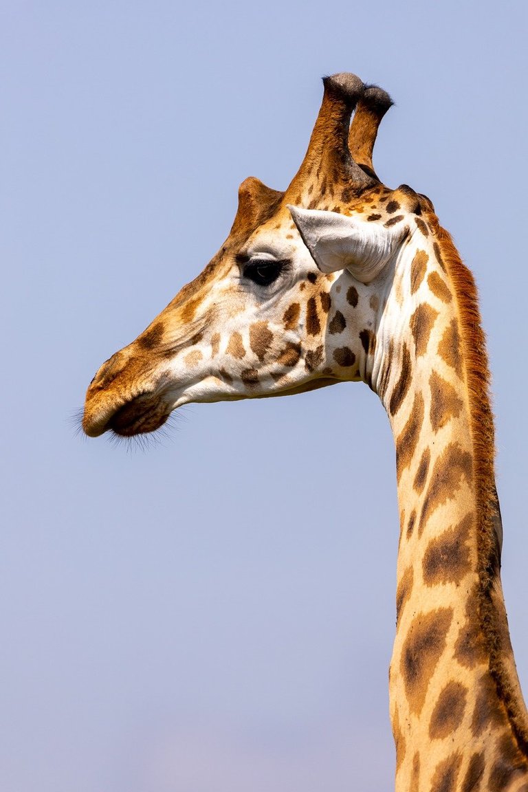 giraffe-7708390_1280.jpg