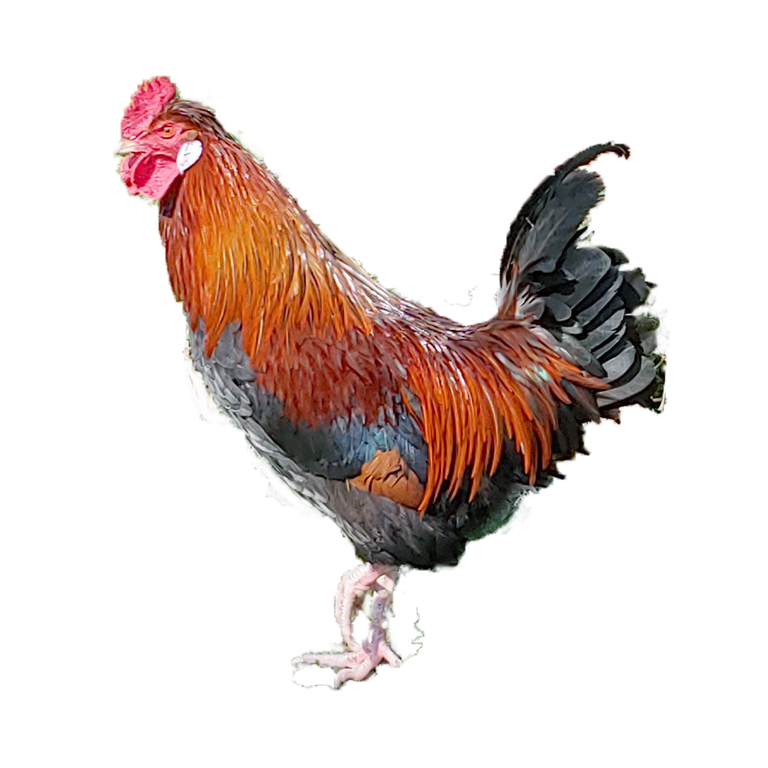 1_cock.png