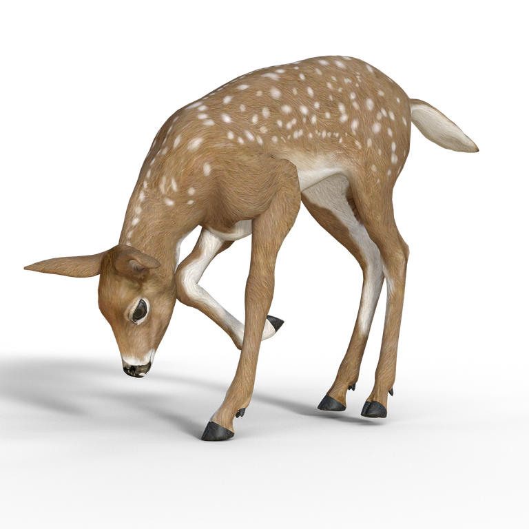 deer-1966959_1280.png