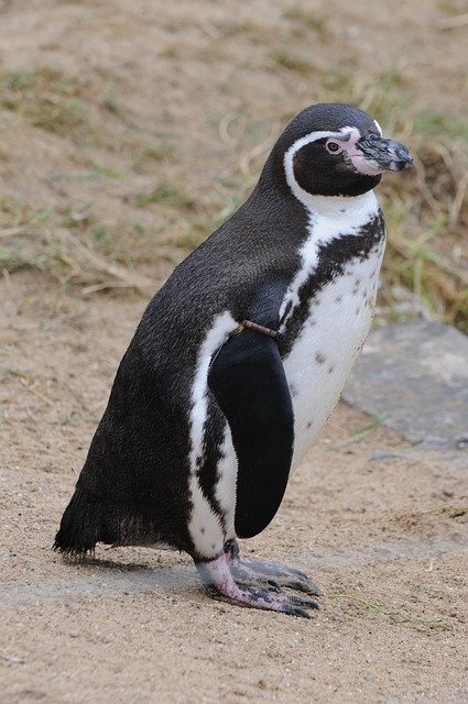 The Social Lives of Penguins: Understanding Their Complex Communities