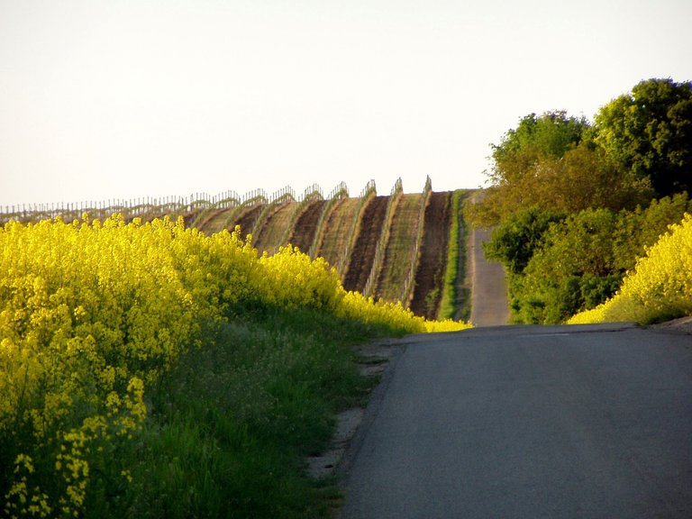 P1011891.JPG