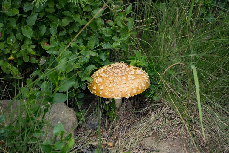 DSC09055.jpg