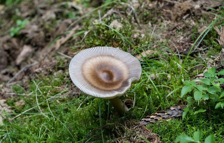 DSC09050.jpg