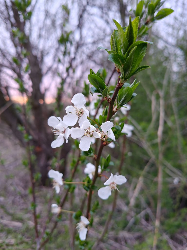 IMG20250409191259.jpg
