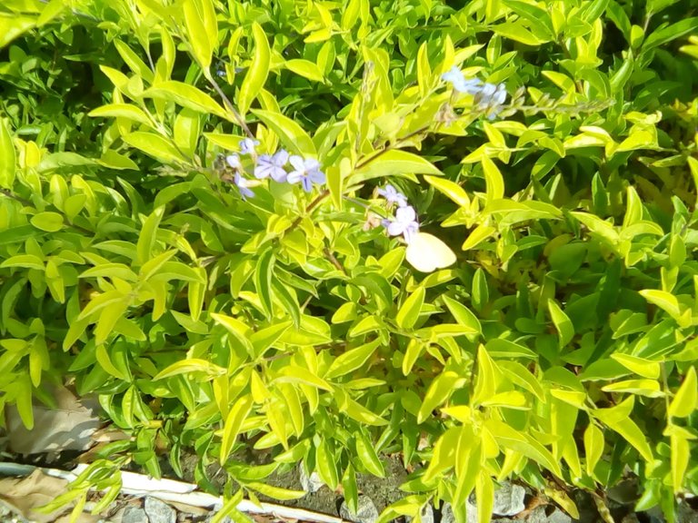 IMG_20240620_083923.jpg