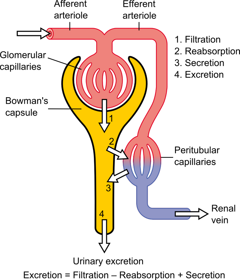 Physiology_of_Nephron.png