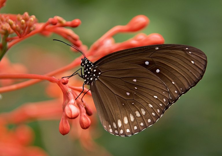 butterfly-354528_1280.jpg